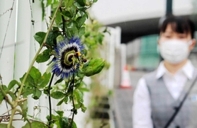 色鮮やかな花弁をほころばせた天文科学館のトケイソウ=明石市人丸町 色鮮やかな花弁をほころばせた天文科学館のトケイソウ=明石市人丸町