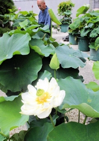 境内で次々に開き始めたハスの花=明石市二見町東二見 境内で次々に開き始めたハスの花=明石市二見町東二見