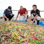 タコ餌木、海底にたまった1万3494個を回収 明石市漁連、漁師のけが防止へ