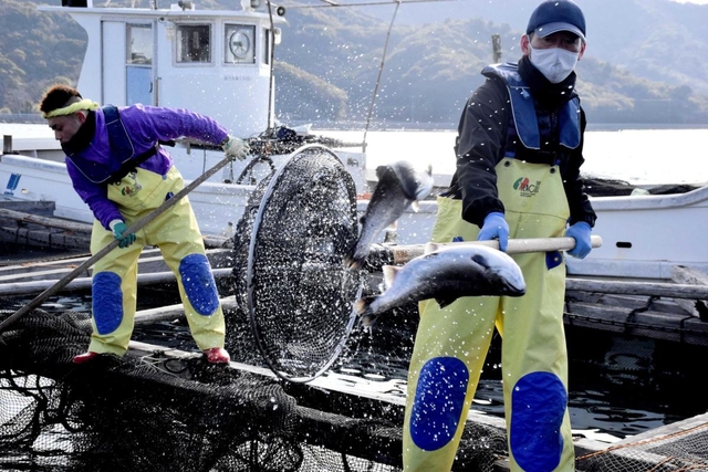 「淡路島サクラマス」の選別作業。個体の大きさを見極め、1匹ずつすくって別のいかだに移し替える=南あわじ市福良