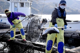 「淡路島サクラマス」の選別作業。個体の大きさを見極め、1匹ずつすくって別のいかだに移し替える=南あわじ市福良 「淡路島サクラマス」の選別作業。個体の大きさを見極め、1匹ずつすくって別のいかだに移し替える=南あわじ市福良