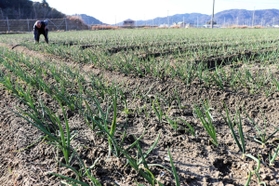 4月末~5月はじめに収穫期を迎える早生(わせ)のタマネギ。収穫後、6月20日ごろには田植えをする=南あわじ市中条中筋 4月末~5月はじめに収穫期を迎える早生(わせ)のタマネギ。収穫後、6月20日ごろには田植えをする=南あわじ市中条中筋