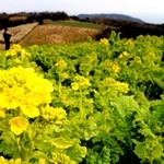 早咲きの菜の花。後ろに「アースワーク」の笑顔も=あわじ花さじき