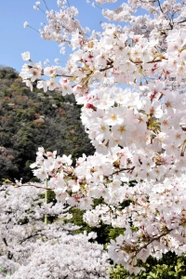 満開のソメイヨシノ=南あわじ市神代浦壁 満開のソメイヨシノ=南あわじ市神代浦壁