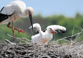 母鳥の横で羽ばたくポーズを見せるコウノトリのひな=淡路市内 母鳥の横で羽ばたくポーズを見せるコウノトリのひな=淡路市内
