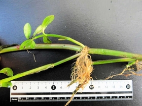 節の部分から根や芽が出て成長するナガエツルノゲイトウ(兵庫・水辺ネットワーク提供) 節の部分から根や芽が出て成長するナガエツルノゲイトウ(兵庫・水辺ネットワーク提供)