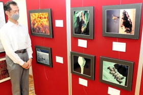 井上氏がスマトラ島などで撮影した昆虫の写真が並ぶ展示室=津名高校 井上氏がスマトラ島などで撮影した昆虫の写真が並ぶ展示室=津名高校