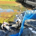 ナガエツルノゲイトウを駆除するため、遮光シートを広げる地元住民ら=洲本市五色町都志米山