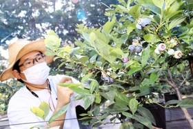 色づき始めたブルーベリーを管理する林田さん=淡路市野島常盤 色づき始めたブルーベリーを管理する林田さん=淡路市野島常盤