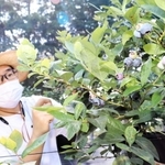 色づき始めたブルーベリーを管理する林田さん=淡路市野島常盤