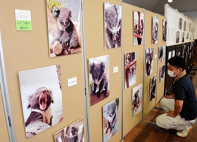 歴代コアラの愛らしい姿を記録した写真パネルが並ぶ企画展=南あわじ市八木養宜上 歴代コアラの愛らしい姿を記録した写真パネルが並ぶ企画展=南あわじ市八木養宜上