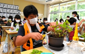 大切に育てた藍の葉を刈り取る=学習小学校 大切に育てた藍の葉を刈り取る=学習小学校