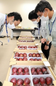色や形などが審査されたイチジク=洲本総合庁舎 色や形などが審査されたイチジク=洲本総合庁舎