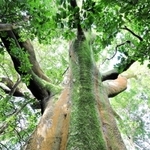 千草山神社のホルトノキ=洲本市千草丙(提供)
