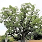 志筑神社のクスノキ=淡路市志筑(提供)