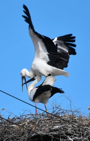 巣の上で繁殖行動を見せるコウノトリのつがい=2日午前、淡路市内 巣の上で繁殖行動を見せるコウノトリのつがい=2日午前、淡路市内