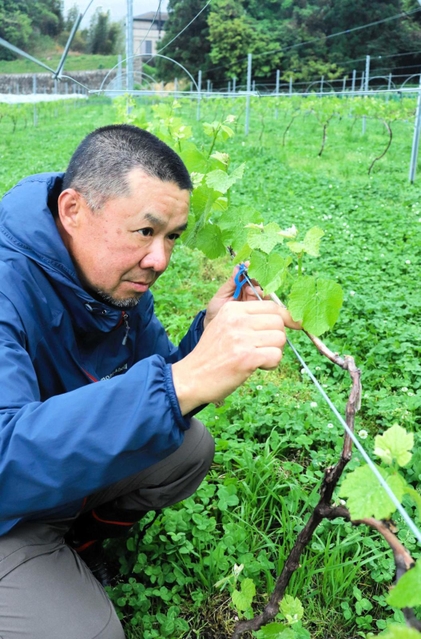 4年目の畑でワイン用ブドウの木を見つめる小谷雄介さん=淡路市仁井