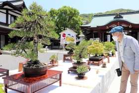 長年にわたって手入れされた作品が並んだ盆栽展=洲本市本町4 長年にわたって手入れされた作品が並んだ盆栽展=洲本市本町4