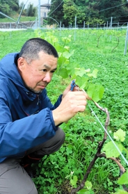 4年目の畑でワイン用ブドウの木を見つめる小谷雄介さん=淡路市仁井 4年目の畑でワイン用ブドウの木を見つめる小谷雄介さん=淡路市仁井