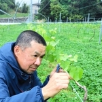 4年目の畑でワイン用ブドウの木を見つめる小谷雄介さん=淡路市仁井