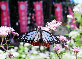 志知城跡に立つ戦国時代をイメージしたのぼり旗近くで羽を休めるアサギマダラ=南あわじ市志知松本