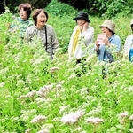 アサギマダラの飛来を待つ「ほほえみ会」の富永頼子さん(右端)ら=南あわじ市志知松本