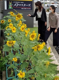 予備校の前で見頃を迎えた「福島ひまわり里親プロジェクト」のヒマワリ=西宮市西田町(YES提供) 予備校の前で見頃を迎えた「福島ひまわり里親プロジェクト」のヒマワリ=西宮市西田町(YES提供)