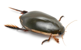 フチトリゲンゴロウ フチトリゲンゴロウ