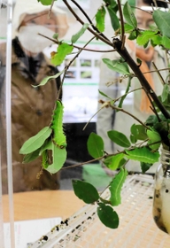 きれいな繭を作りだすヤママユの幼虫=伊丹市昆陽池3、伊丹市昆虫館 きれいな繭を作りだすヤママユの幼虫=伊丹市昆陽池3、伊丹市昆虫館