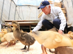 ひなに餌やりをする上殿さん=猪名川町 ひなに餌やりをする上殿さん=猪名川町