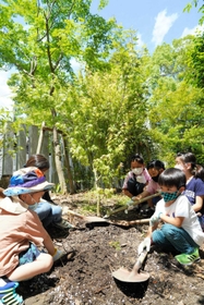 モミジの苗木に土をかぶせる子どもら=芦屋神社 モミジの苗木に土をかぶせる子どもら=芦屋神社