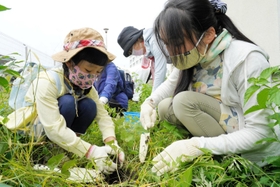 ウマノスズクサの植え替えボランティアには親子連れの姿も=5日午前、西宮市西波止町 ウマノスズクサの植え替えボランティアには親子連れの姿も=5日午前、西宮市西波止町