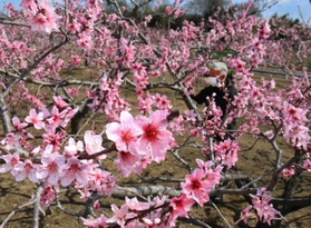 満開になった桃の花=川西市加茂4 満開になった桃の花=川西市加茂4
