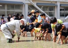 田植えに取り組む児童たち=西宮市立平木小学校 田植えに取り組む児童たち=西宮市立平木小学校