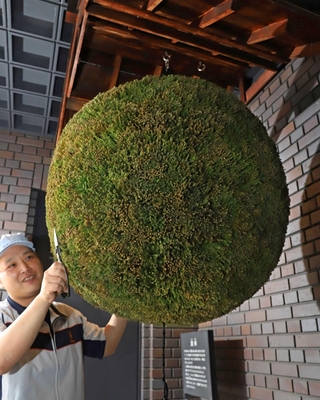 新酒の季節の到来を知らせる真新しい酒林=西宮市鞍掛町