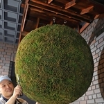 新酒の季節の到来を知らせる真新しい酒林=西宮市鞍掛町