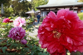 色鮮やかに咲くボタンの花=姫路市飾東町庄 色鮮やかに咲くボタンの花=姫路市飾東町庄