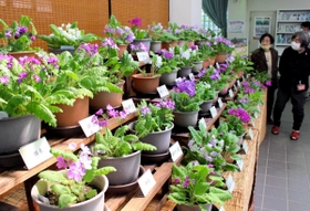 白や紫の花を付けたサクラソウが並ぶ会場=姫路市緑の相談所 白や紫の花を付けたサクラソウが並ぶ会場=姫路市緑の相談所