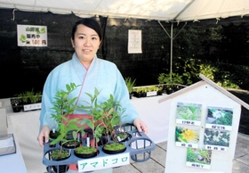 アマドコロなど山野草の苗の販売=好古園 アマドコロなど山野草の苗の販売=好古園