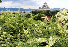 姫路城を背に咲くハギの花=姫路市山野井町 姫路城を背に咲くハギの花=姫路市山野井町