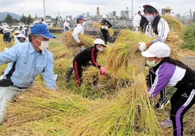 稲刈りに挑戦した船津小の児童ら=姫路市船津町 稲刈りに挑戦した船津小の児童ら=姫路市船津町