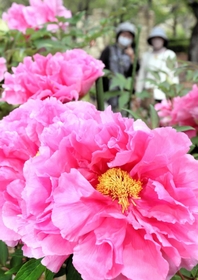 園内を華やかに彩るボタン=千姫ぼたん園 園内を華やかに彩るボタン=千姫ぼたん園