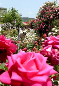 色とりどりの花を咲かせる春のバラ=姫路ばら園 色とりどりの花を咲かせる春のバラ=姫路ばら園