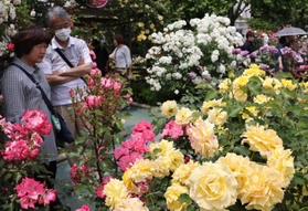 色とりどりの花を咲かせたバラ=姫路ばら園 色とりどりの花を咲かせたバラ=姫路ばら園