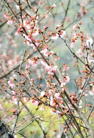 ほころび始めた地蔵一本桜=西脇市郷瀬町 ほころび始めた地蔵一本桜=西脇市郷瀬町