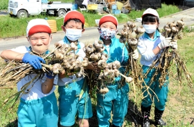 大きく育ったハリマ王ニンニクを収穫する児童たち=賀茂小学校 大きく育ったハリマ王ニンニクを収穫する児童たち=賀茂小学校