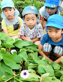 花を咲かせたサツマイモと世話をしている園児たち=北条ならの実こども園 花を咲かせたサツマイモと世話をしている園児たち=北条ならの実こども園