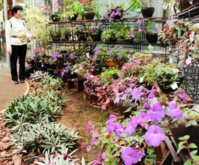 色とりどりの花が楽しめるアキメネス展=県立フラワーセンター 色とりどりの花が楽しめるアキメネス展=県立フラワーセンター