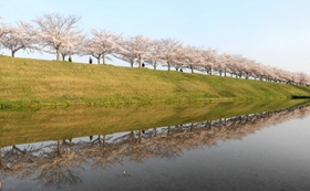 おの桜づつみ回廊の「逆さ桜」=2021年4月、小野市高田町 おの桜づつみ回廊の「逆さ桜」=2021年4月、小野市高田町