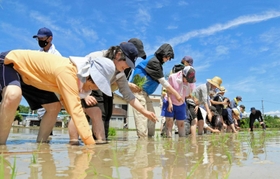 青空の下で丁寧に田植えをする参加者=加東市藪 青空の下で丁寧に田植えをする参加者=加東市藪
